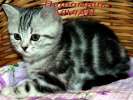 Британские котята  мрамор на серебре из питомника vivian.