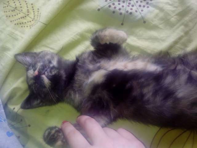 Подарю котенка Подарю котенка