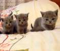 Продаются британские голубые породистые котята