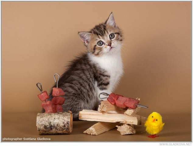 Прекрасные котята Прекрасные котята