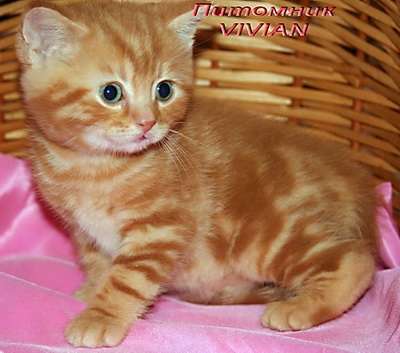 Британские котята красный мрамор из питомника VIVIAN Британские котята красный мрамор из питомника VIVIAN