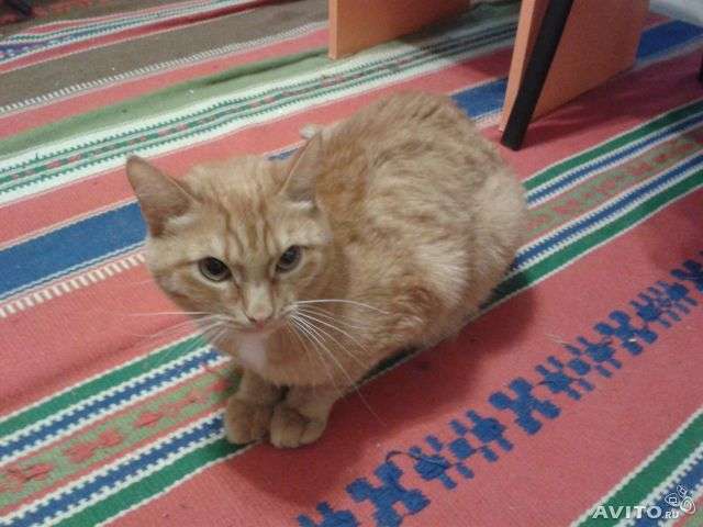 Отдам в ласкового котика в ласковые руки Отдам в ласкового котика в ласковые руки