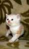 британские котята красный мрамор