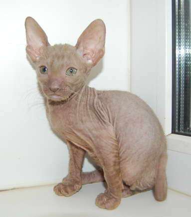 Корниш рекс - кудрявые котята. Корниш рекс - кудрявые котята.