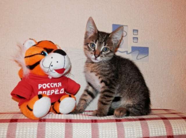 Тигровый-полосатый котёнок - в подарок.м.Выхино Тигровый-полосатый котёнок - в подарок.м.Выхино