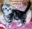 Шотландские вислоухие клубные мраморные котята из питомника VIVIAN. 