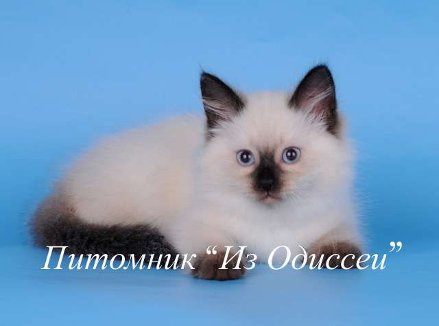 Невская Маскарадная кошечка Фантазия из Одиссеи!!! Невская Маскарадная кошечка Фантазия из Одиссеи!!!