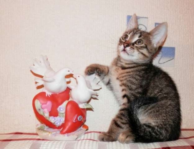 Чёрный котёнок в хорошие руки.м.Выхино Чёрный котёнок в хорошие руки.м.Выхино