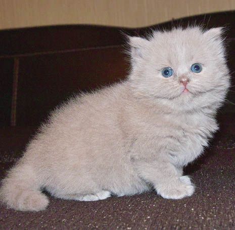 Шотландский длинношерстный котик - отличный подарок к Новому году Шотландский длинношерстный котик - отличный подарок к Новому году
