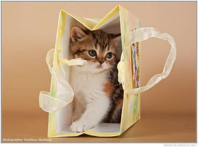 Безупречные котята Безупречные котята