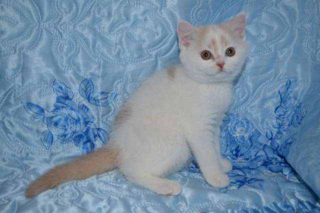 британские чудо котята британские чудо котята