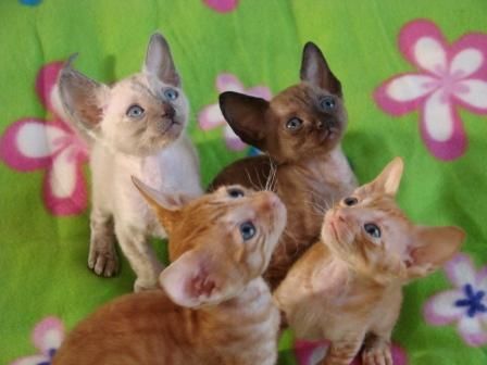 продажа котят продажа котят