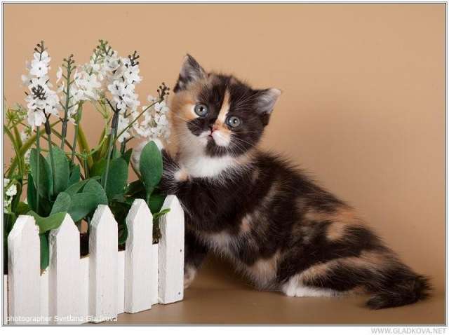 Котята для души и выставок Котята для души и выставок