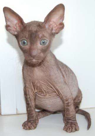 Корниш рекс - кудрявые котята. Корниш рекс - кудрявые котята.
