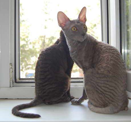 Корниш рекс - кудрявые котята. Корниш рекс - кудрявые котята.