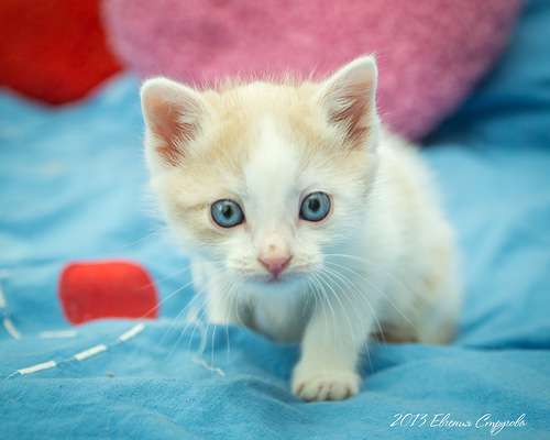 Ищут дом очаровательные персиковые малыши-котята, 1,5 -2 месяца! Ищут дом очаровательные персиковые малыши-котята, 1,5 -2 месяца!