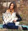 armas husky kutsikad müügiks