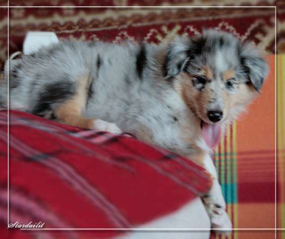 ЩЕНКИ КОЛЛИ - очень очаровательные! ЩЕНКИ КОЛЛИ - очень очаровательные!