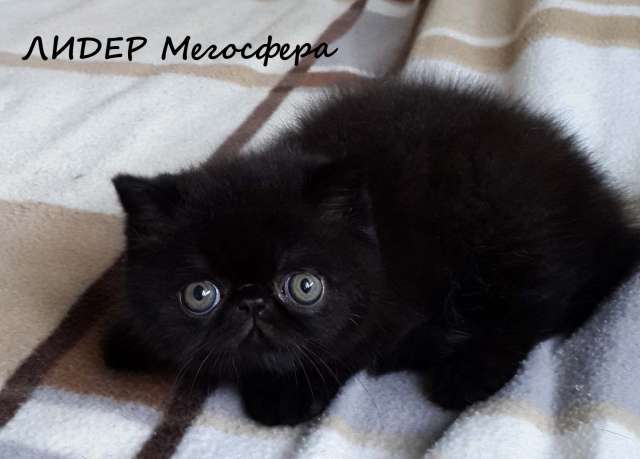 Экзотические котята Экзотические котята
