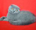 Видео. Супер плюшевый вислоухий голубой котик с идеальными ушками. 3 мес. 