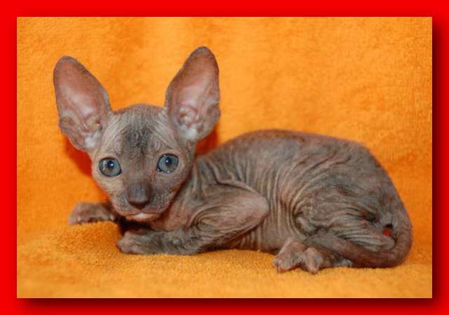 Корниш рекс - кудрявые котята. Корниш рекс - кудрявые котята.