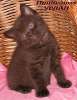 Британские котята шоколадный дым из питомника VIVIAN. 