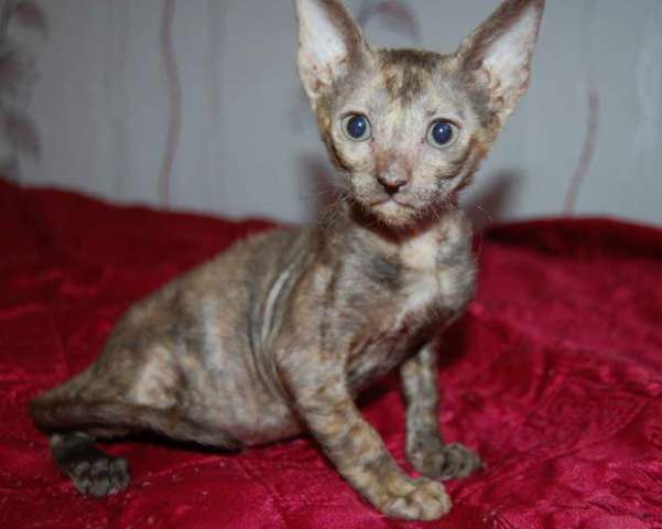 Корниш рекс - кудрявые котята. 6000 руб. Корниш рекс - кудрявые котята. 6000 руб.