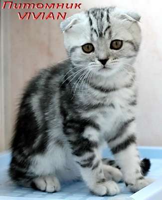 Шотландские вислоухие клубные мраморные котята из питомника VIVIAN. Шотландские вислоухие клубные мраморные котята из питомника VIVIAN.
