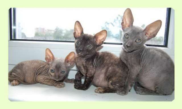 Корниш рекс - кудрявые котята. Корниш рекс - кудрявые котята.
