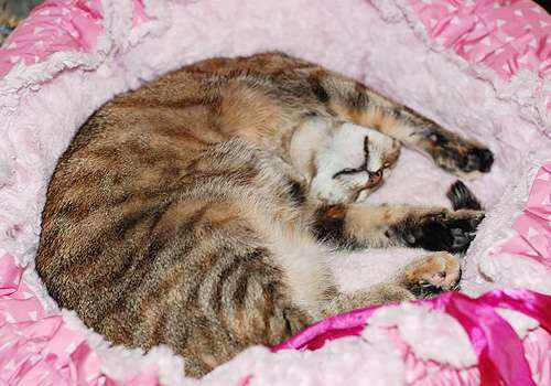 Юная кошечка Сиренька, 10 мес. Юная кошечка Сиренька, 10 мес.
