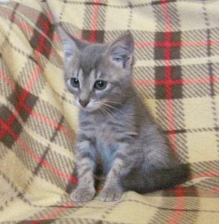 Кошкины дети ищут дом!!! Кошкины дети ищут дом!!!