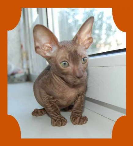Корниш рекс - кудрявые котята. Корниш рекс - кудрявые котята.