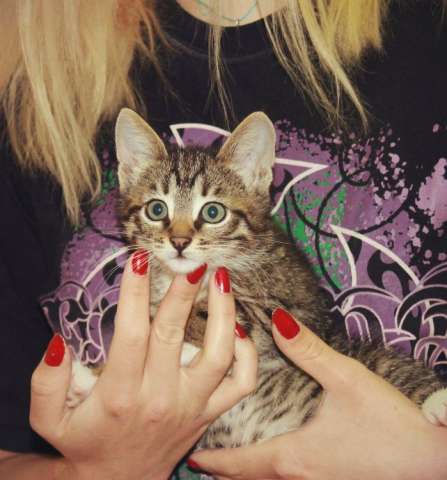 чудесные котята саванны в дар! чудесные котята саванны в дар!