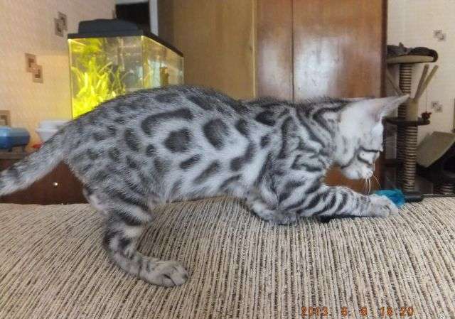 Котятки бенгальской породы Котятки бенгальской породы