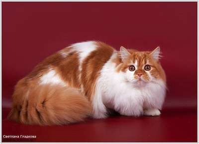 Шикарный шотландский котик Бонифаций Шикарный шотландский котик Бонифаций