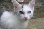  Алекс - чудесный котенок с разными глазами - голубым и зеленым. 