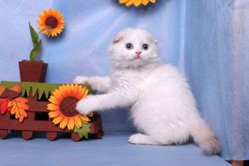 Хайленд-Фолд, котик,шотландские вислоухие котята Хайленд-Фолд, котик,шотландские вислоухие котята