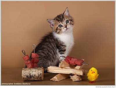 Шотландские котята Шотландские котята