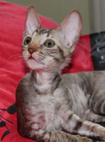 Котенок корниш рекс - девочка шоколадная тигровая Котенок корниш рекс - девочка шоколадная тигровая