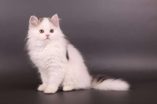Шотландские котята Шотландские котята