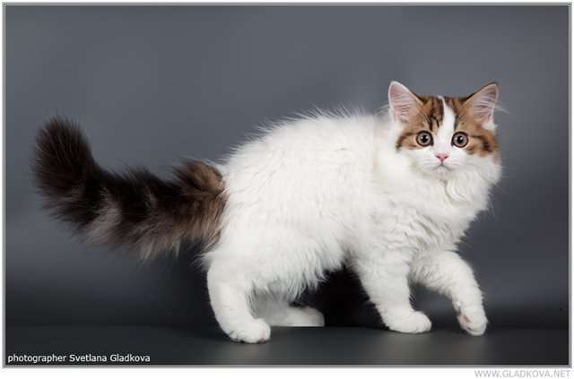 Шотландские котята Шотландские котята