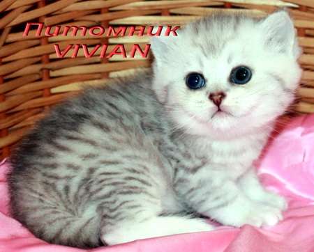 Британские котята вискас из питомника VIVIAN. Британские котята вискас из питомника VIVIAN.