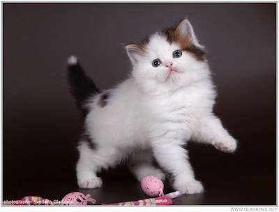 Шотландские котята Шотландские котята
