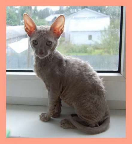 Корниш рекс - кудрявые котята. Корниш рекс - кудрявые котята.