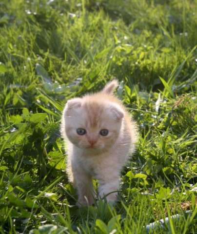 шотландские вислоухие котята,котик пятнистый шотландские вислоухие котята,котик пятнистый