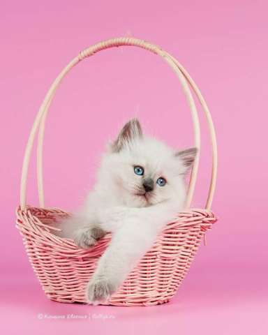 Котята невские маскарадные Котята невские маскарадные