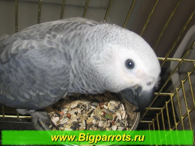 Птенецы жако Птенецы жако