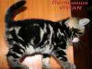Британские клубные мраморные котята из питомника VIV