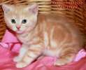 Британские котята  красный мрамор  из питомника 
