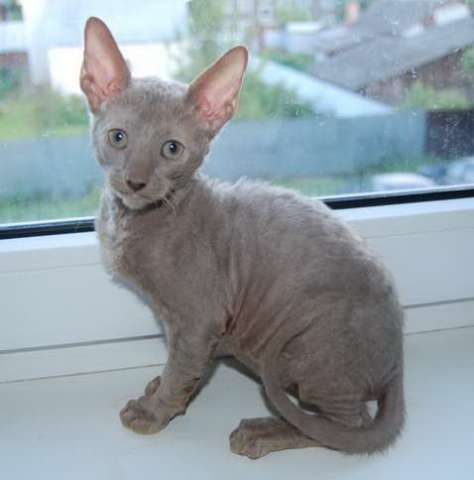 Корниш рекс - кудрявые котята. Корниш рекс - кудрявые котята.